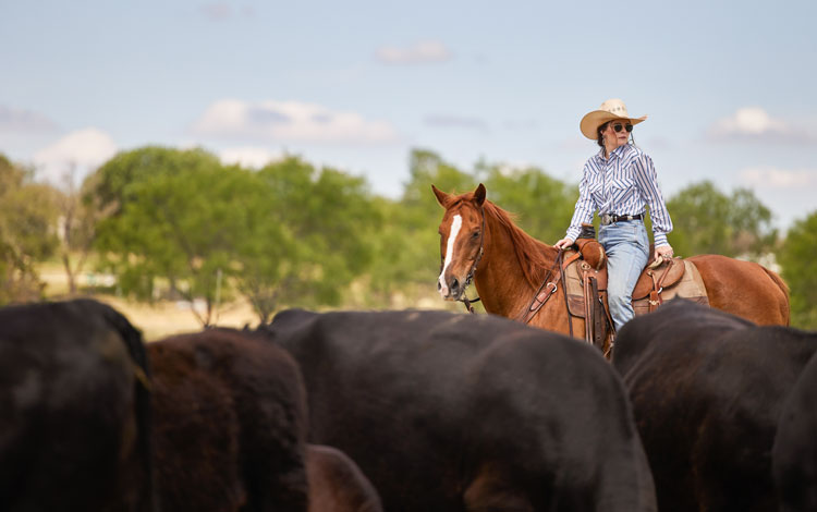 A cowgirl outside on her horse surrounded by cattle.